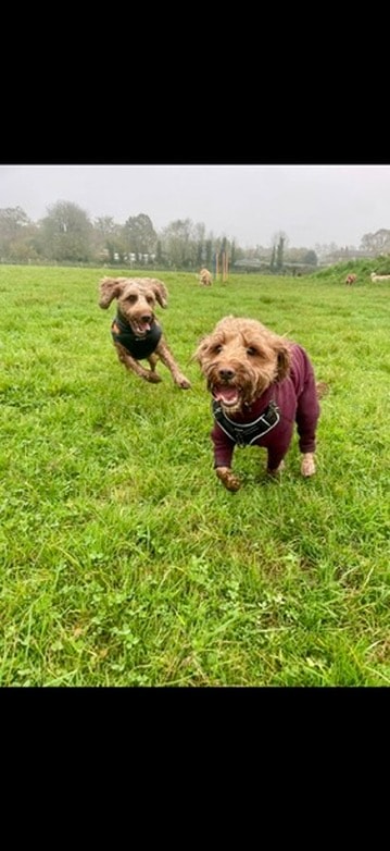 Zoomies in the field