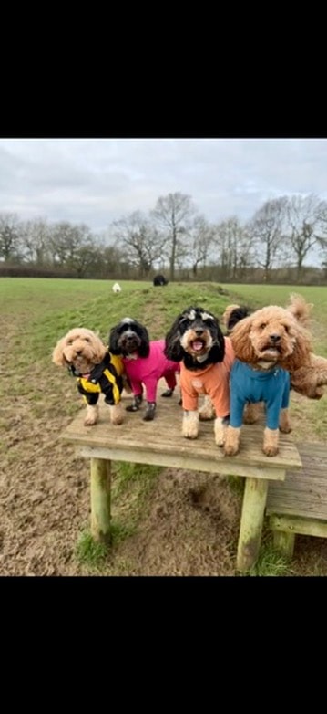 Four dogs posing on the bench