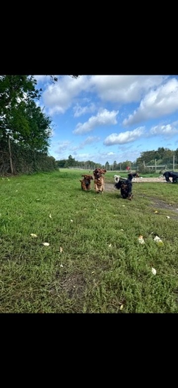 Dogs running in the sunshine