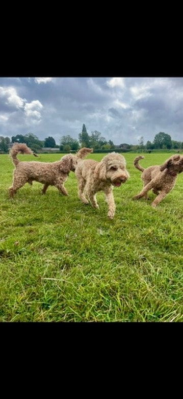 Three doodles playing together in the field