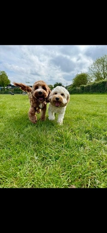 Two happy doodles running through the field