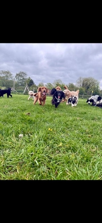 Pack of dogs charging across the field