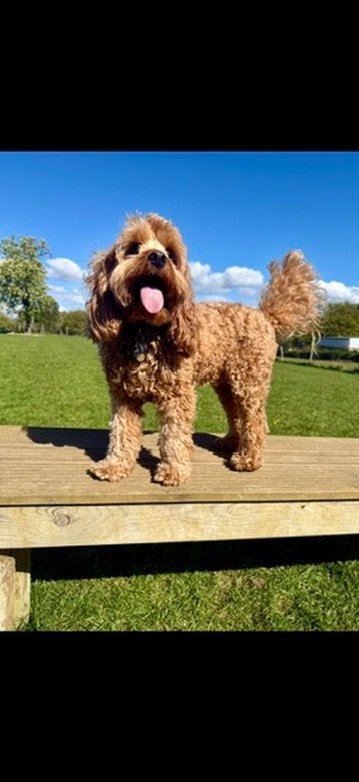 Fluffy cockapoo posing on the wooden bench