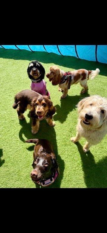 Five dogs looking up on the artificial turf