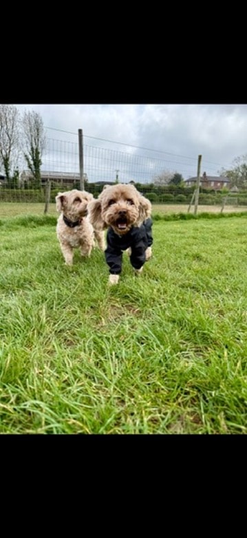 Two cockapoos charging across the field