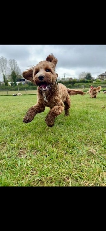 Happy cockapoo mid-zoomies in the field