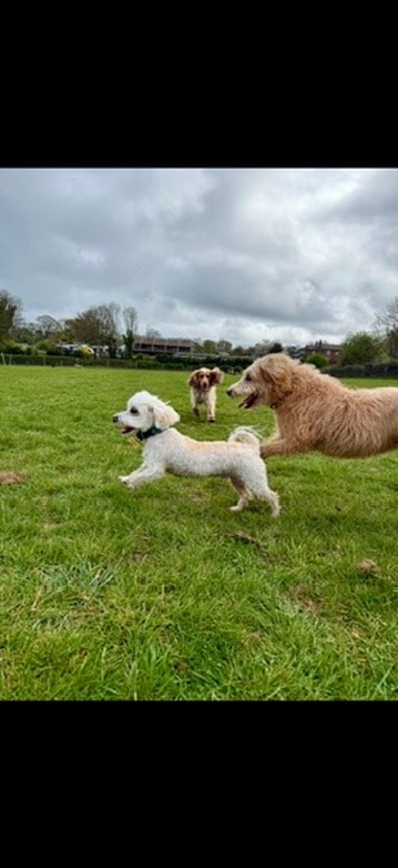 Three dogs racing across the open field