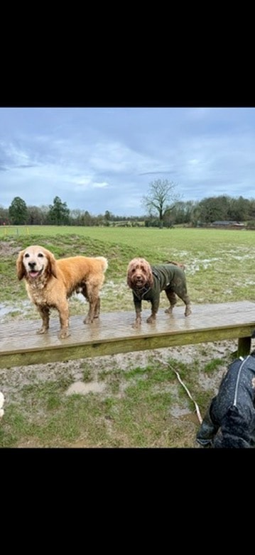 Two muddy dogs on a rainy walk
