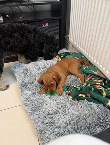 Puppy settling in on a cosy mat