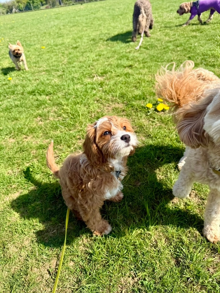 Dogs playing together in the grassy field