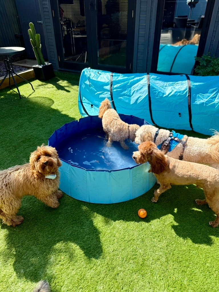 Dogs splashing around in the paddling pool