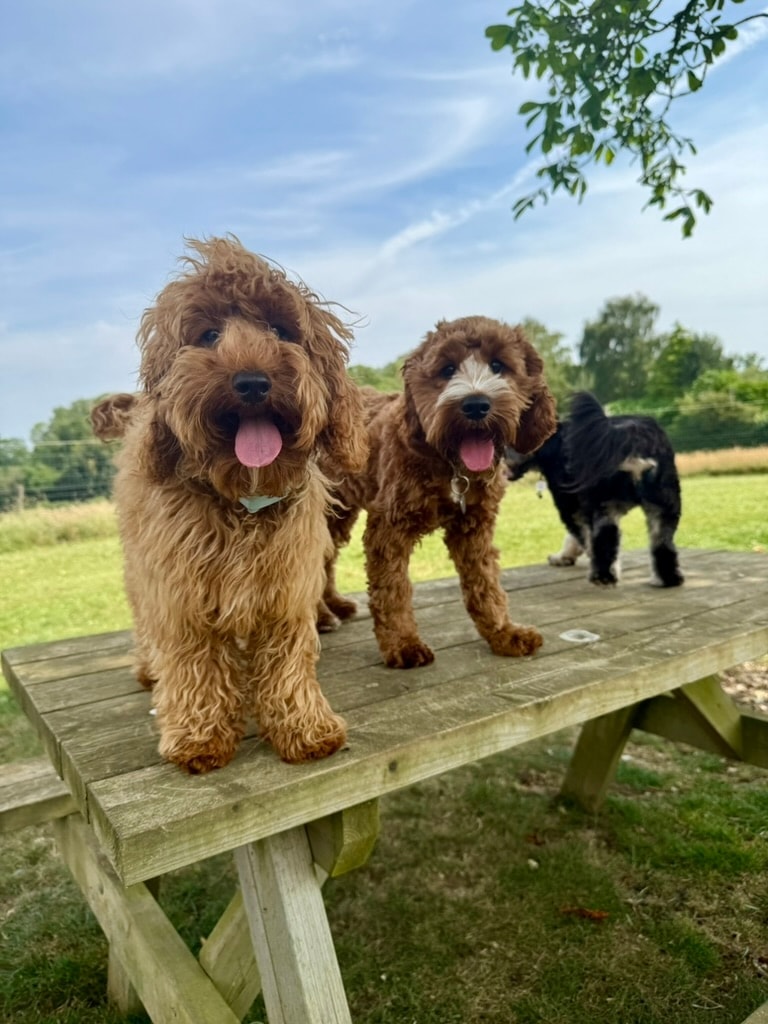Three happy doodles posing on a picnic bench