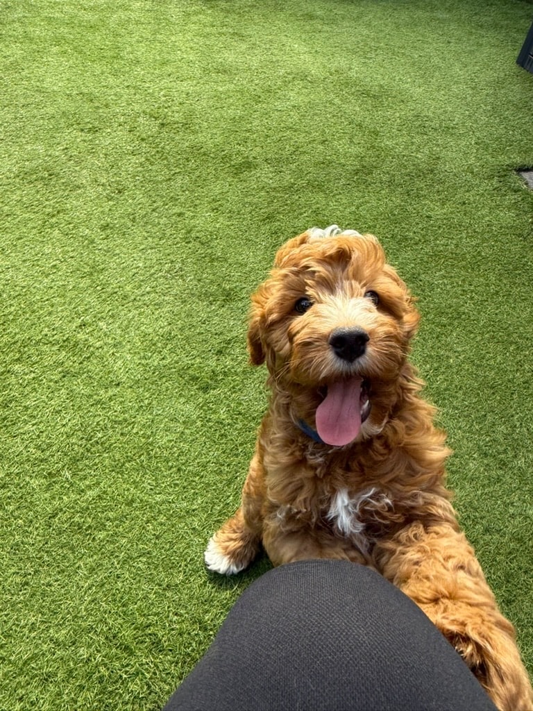 Happy goldendoodle puppy on the turf