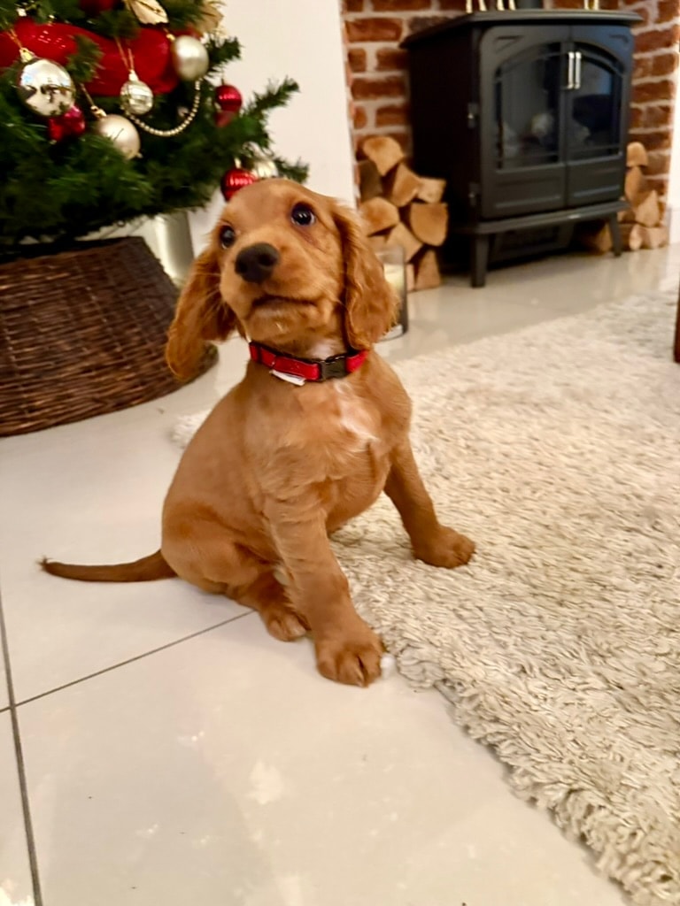Adorable golden cocker spaniel puppy sitting by the Christmas tree