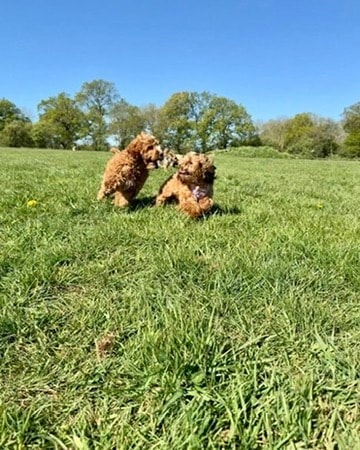 Two doodle puppies playing in the field