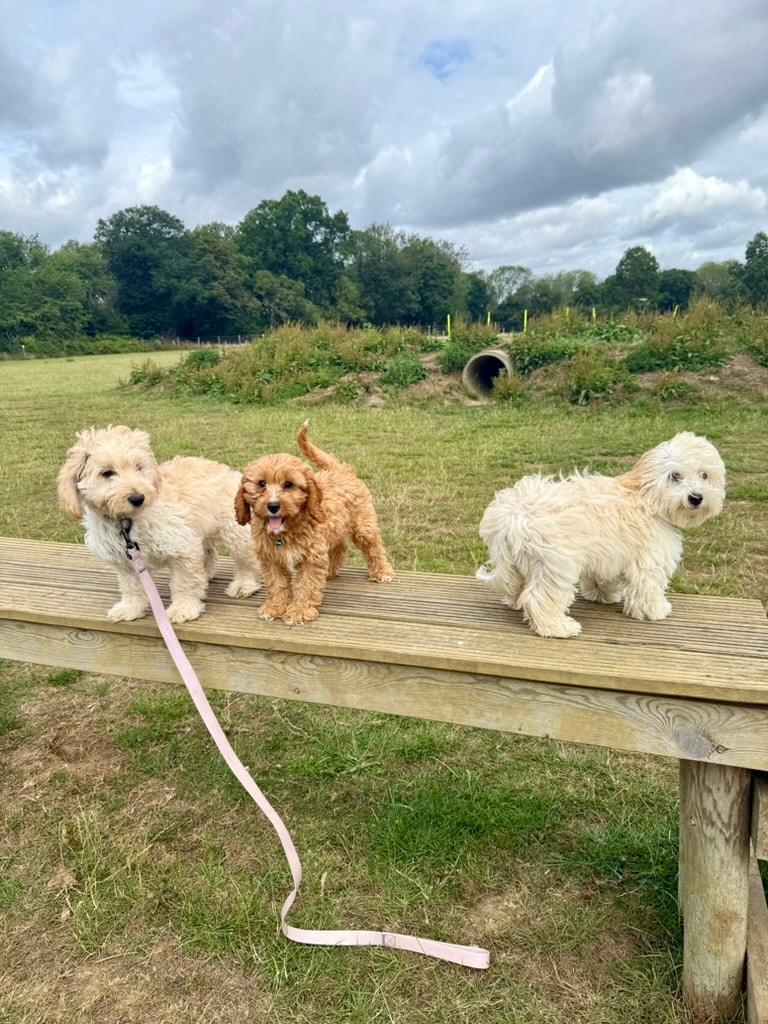 Puppies playing together